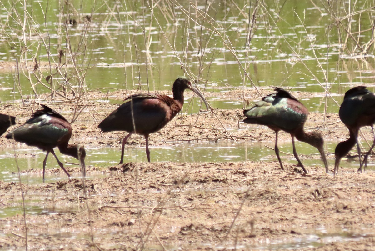 White-faced Ibis - ML616645391