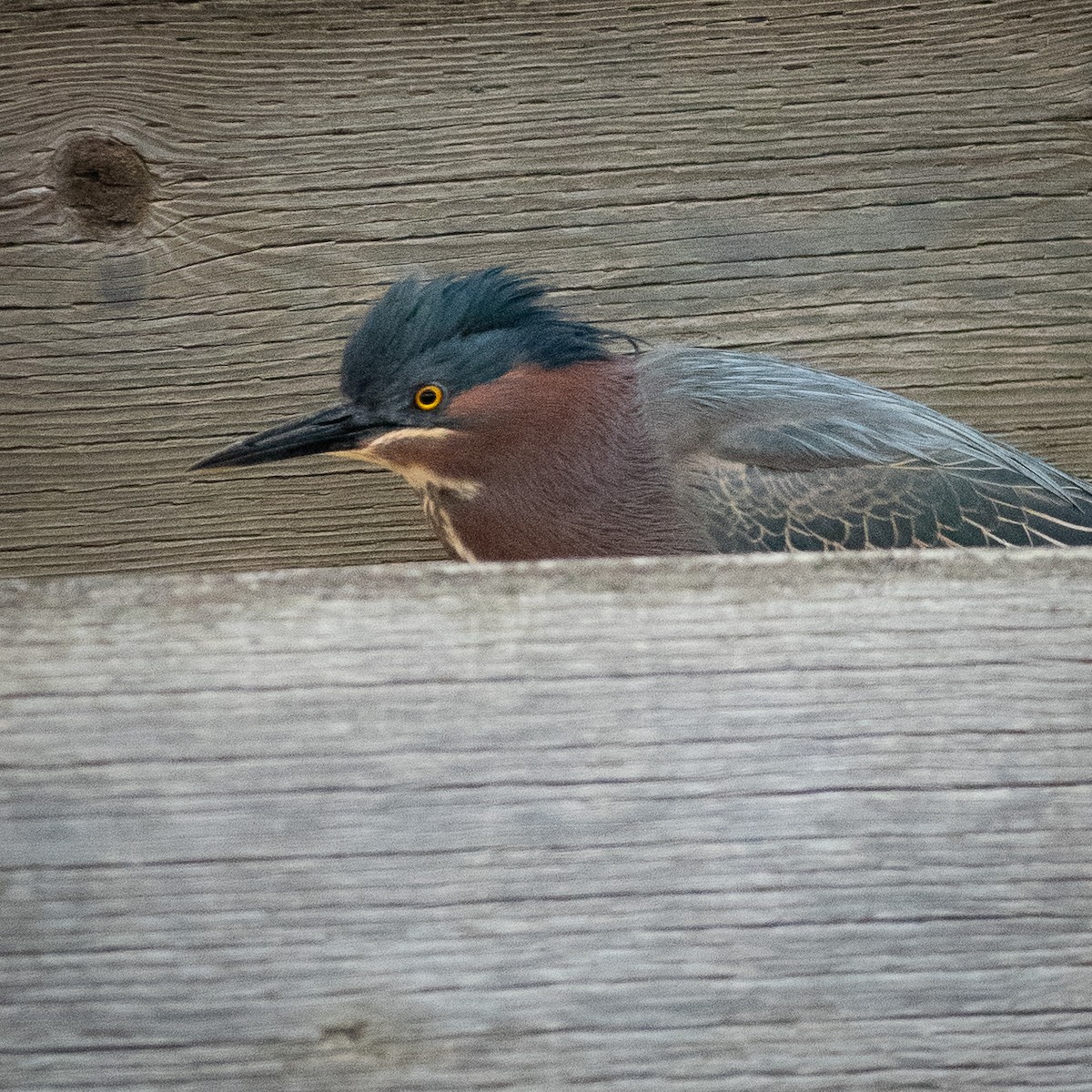 Green Heron - ML616645408