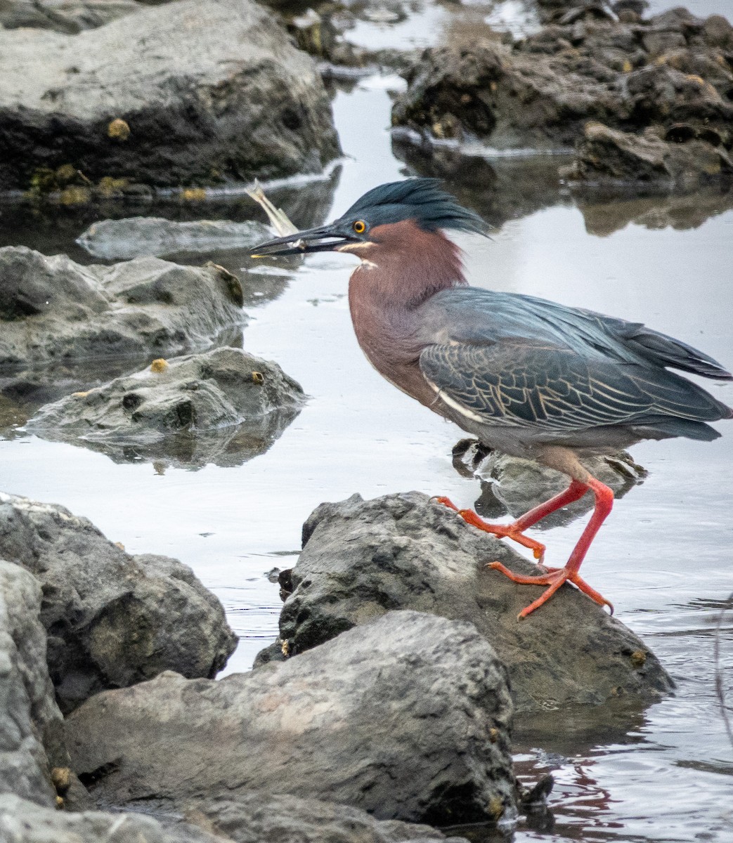 Green Heron - ML616645409