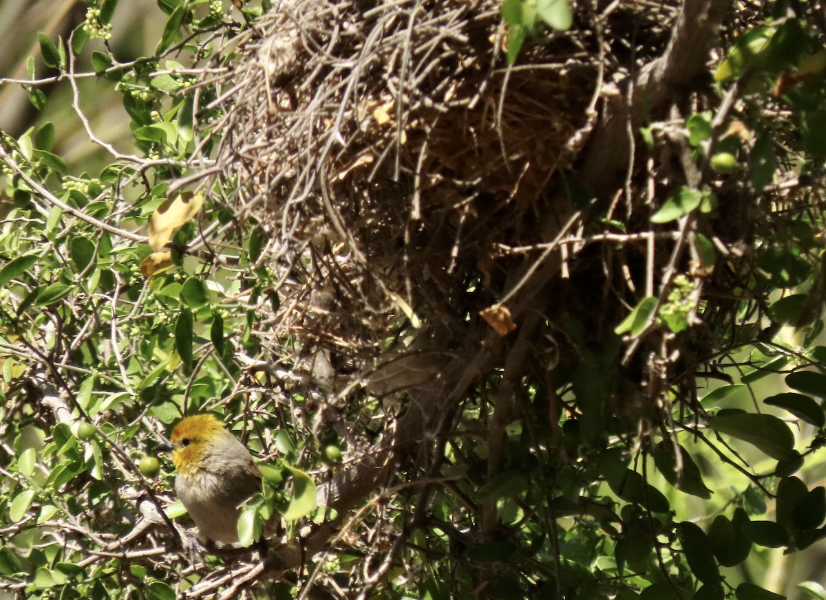 Verdin - ML616645411