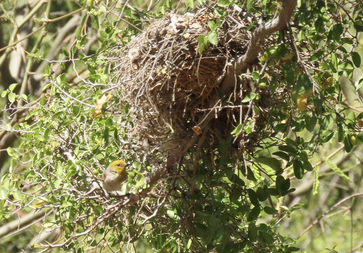 アメリカツリスガラ - ML616645412