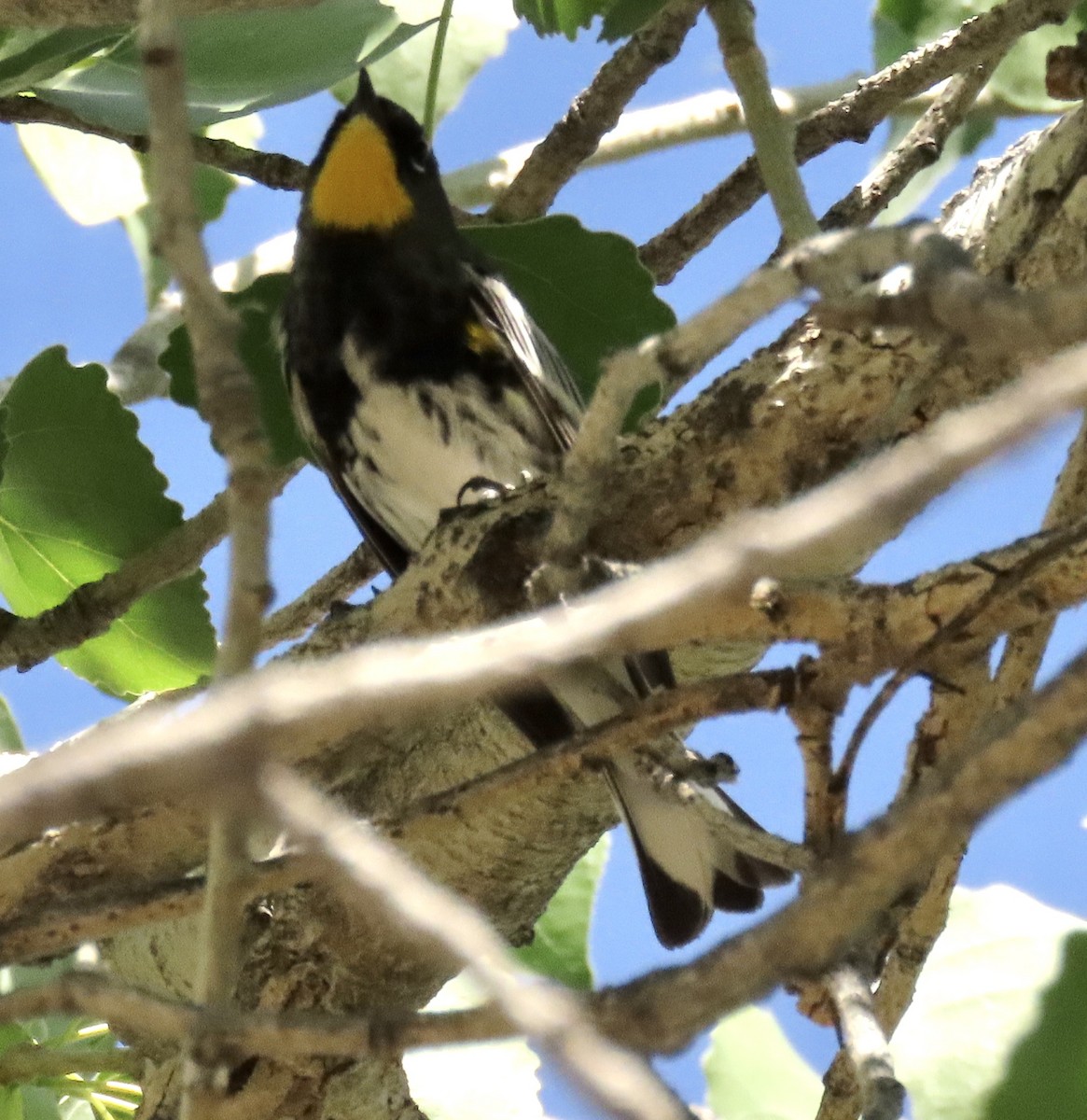 キヅタアメリカムシクイ（auduboni） - ML616645431