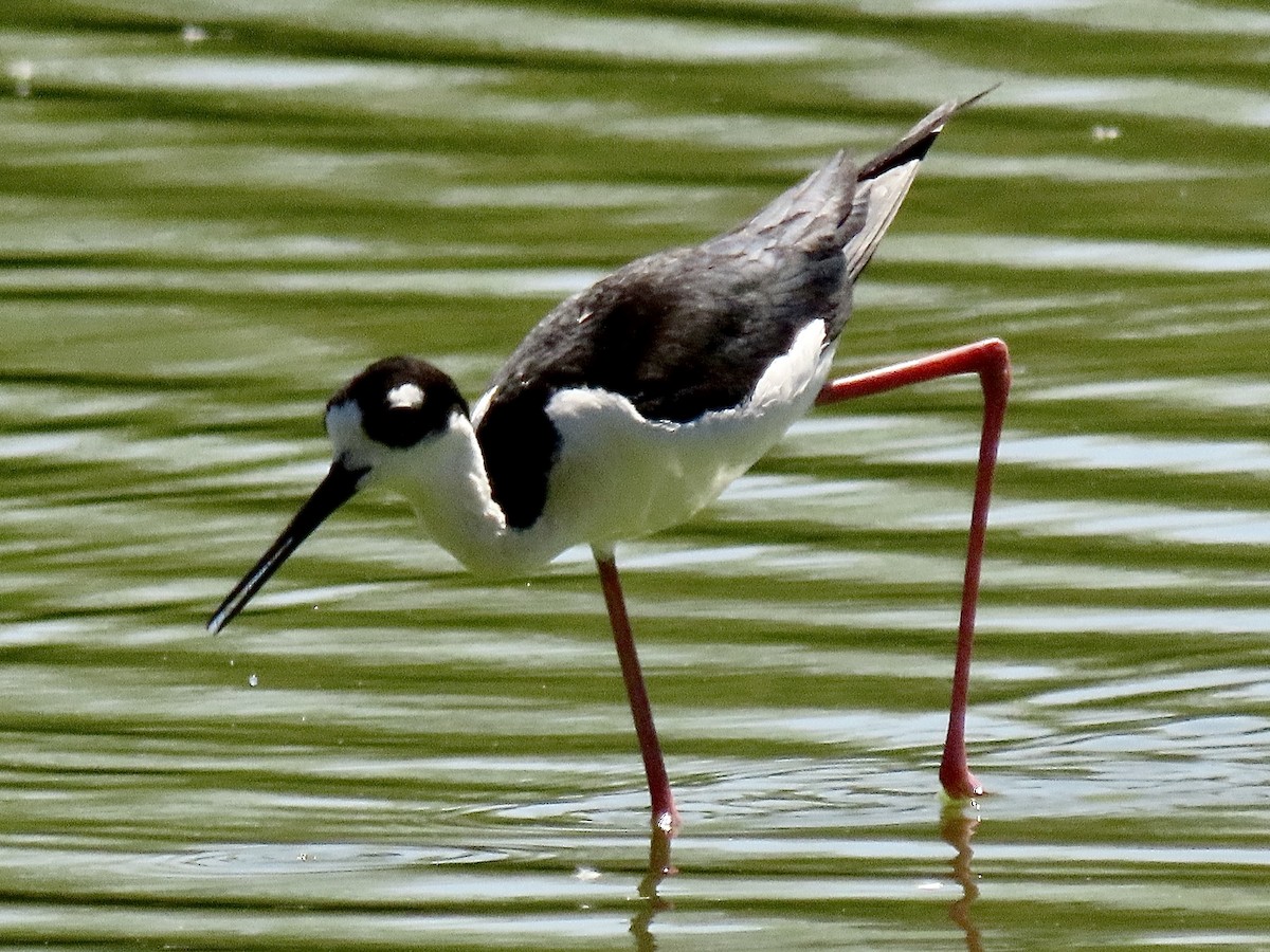 Black-necked Stilt - ML616645491