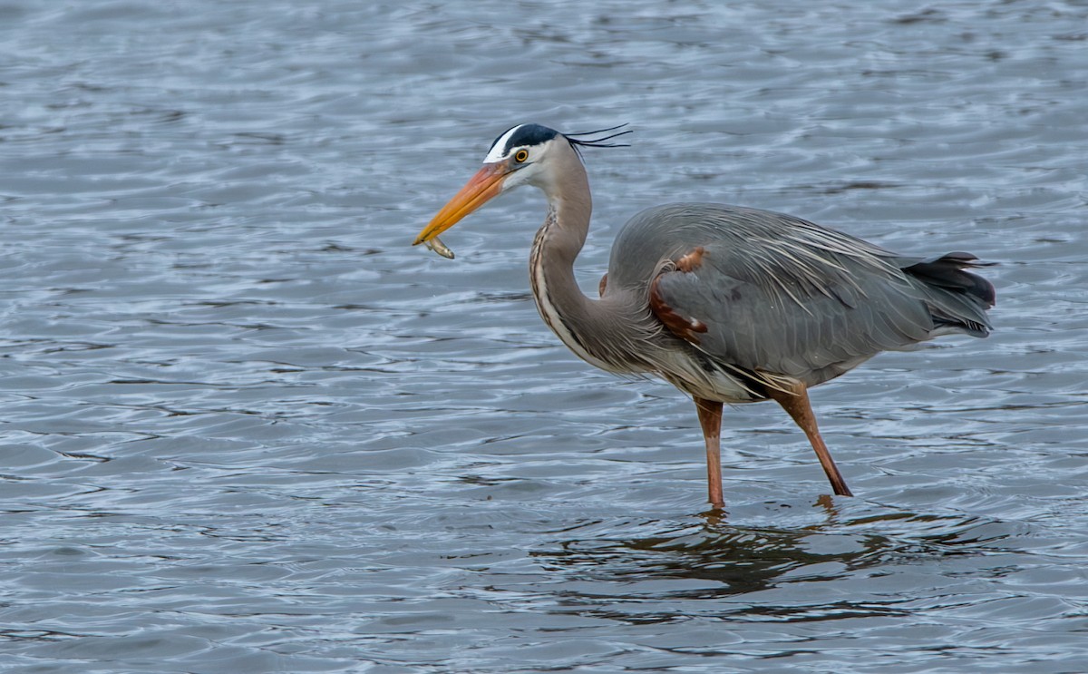 Great Blue Heron - Carmen Gumina