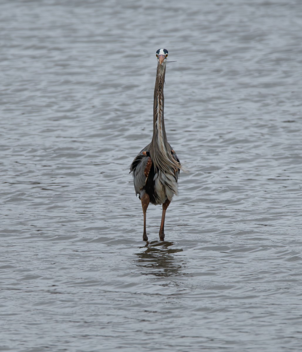 Great Blue Heron - Carmen Gumina