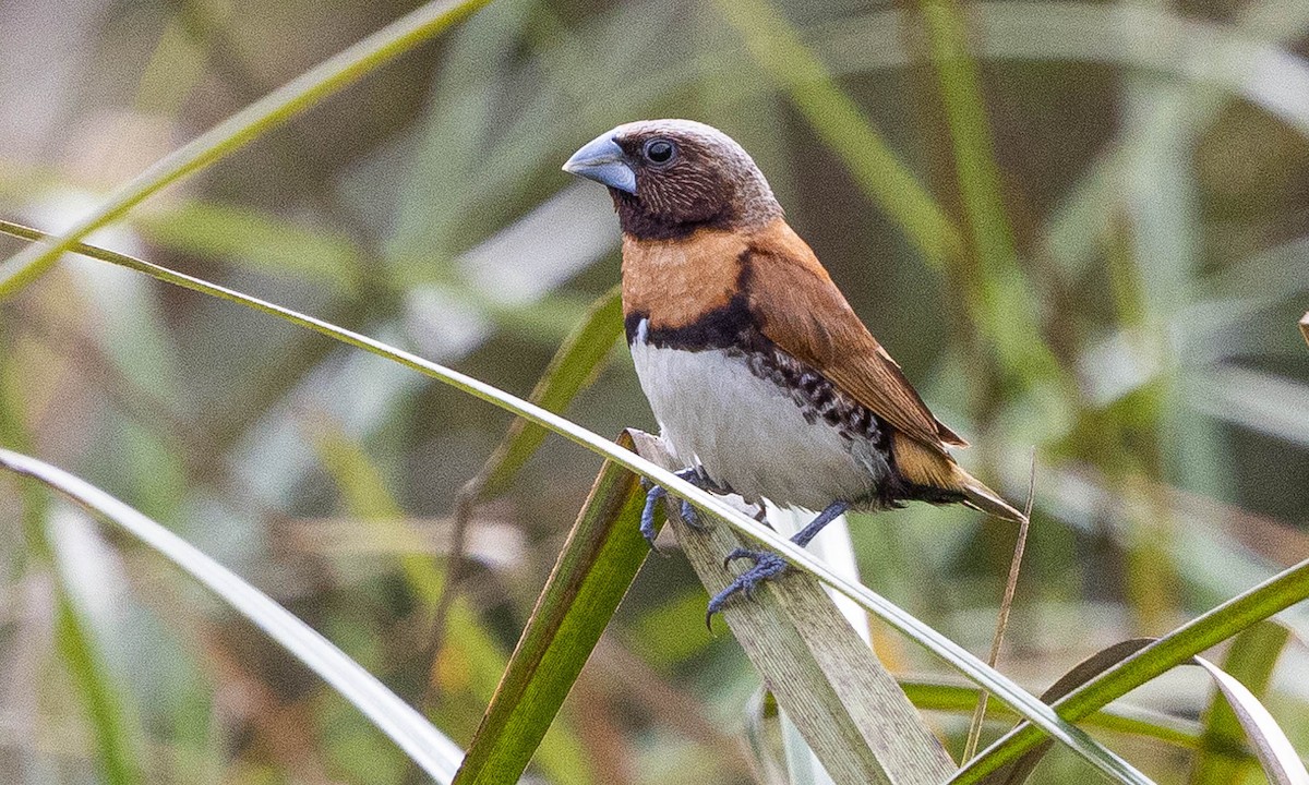 Chestnut-breasted Munia - Merren Weaver