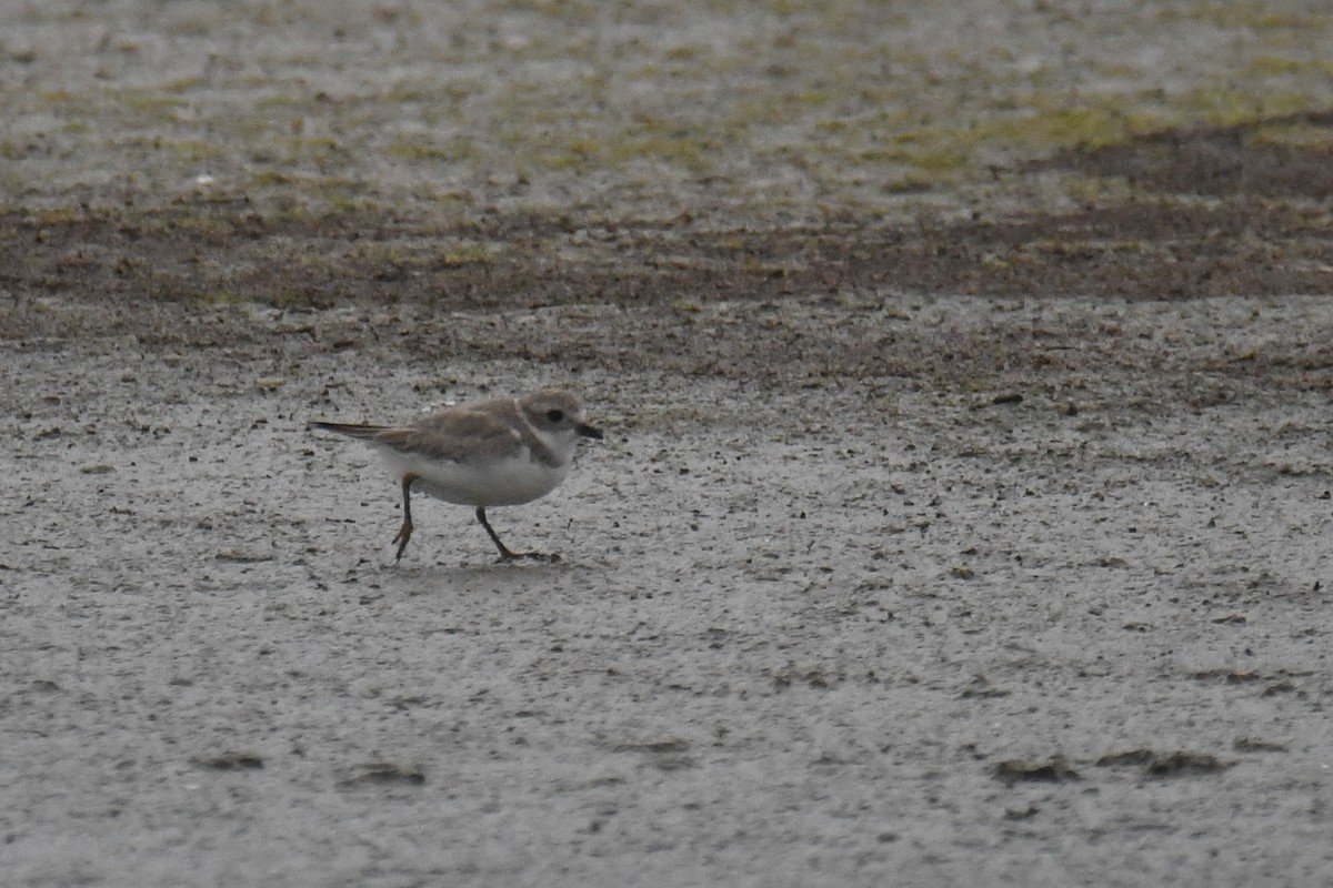 Piping Plover - Ethan Monk