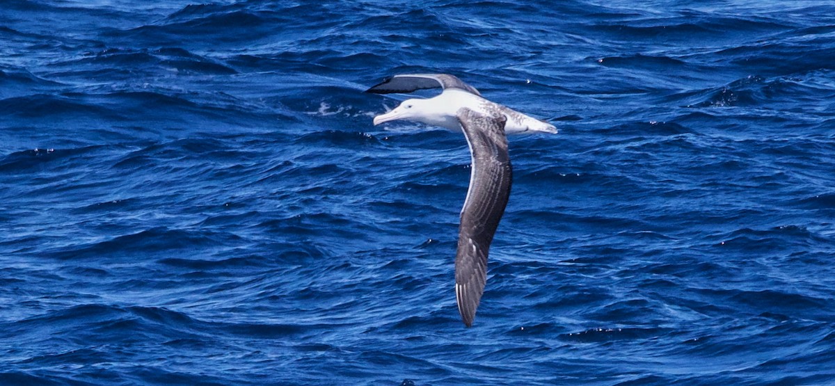 Southern Royal Albatross - ML616645766