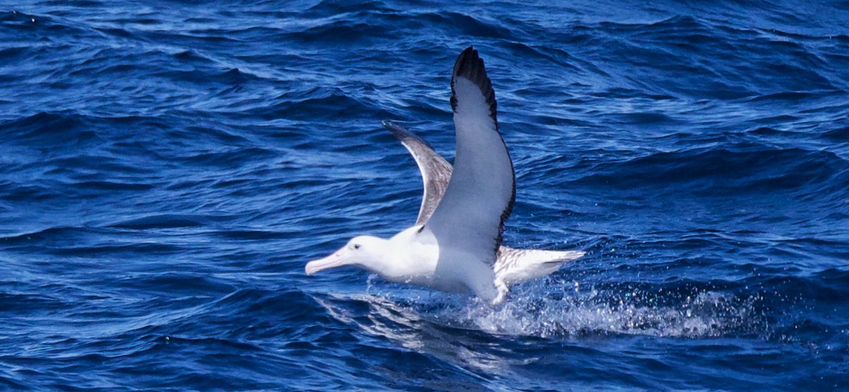 Southern Royal Albatross - ML616645786