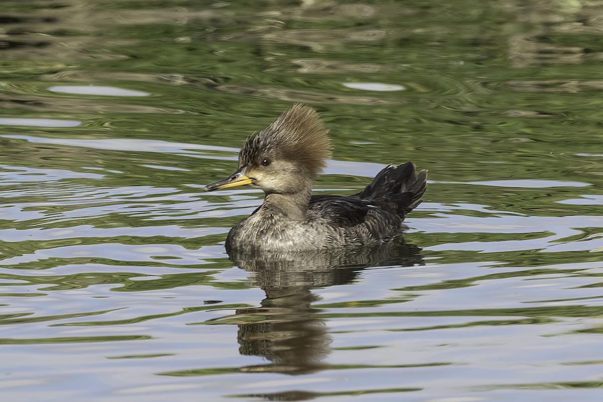 Hooded Merganser - ML616645804