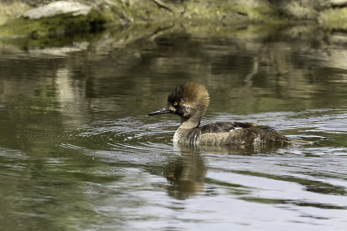 Hooded Merganser - ML616645806