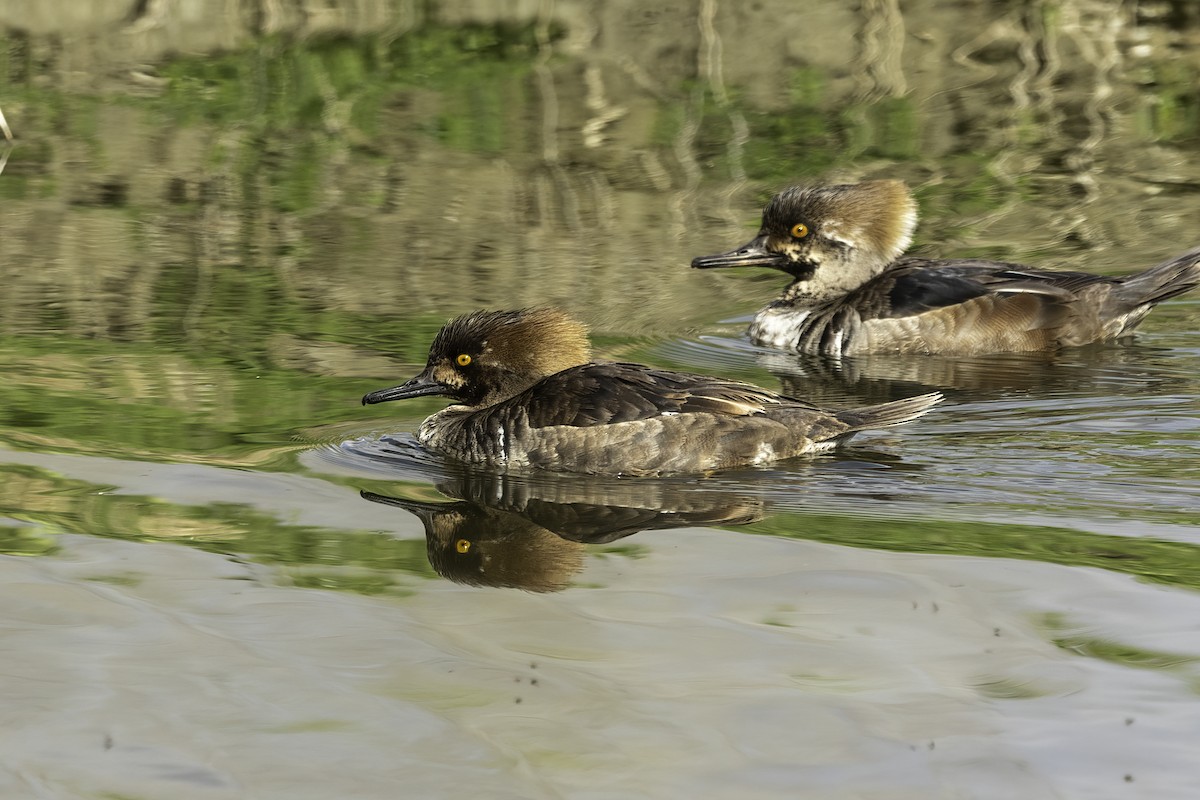 Hooded Merganser - ML616645807