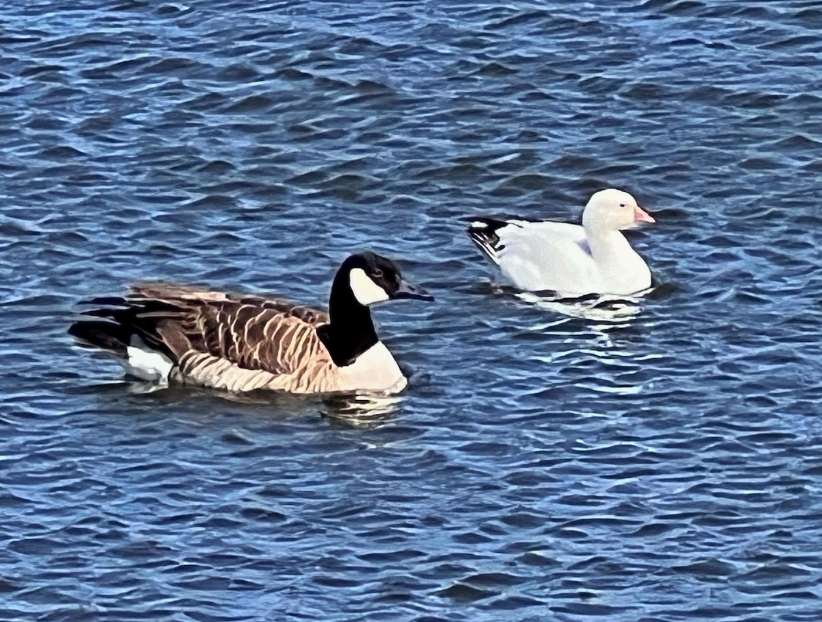 Ross's Goose - ML616645878