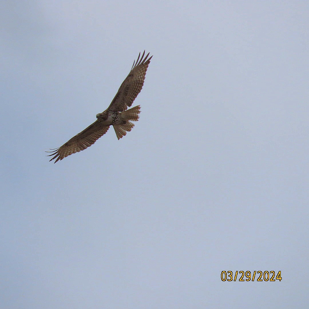 Red-tailed Hawk - ML616645892