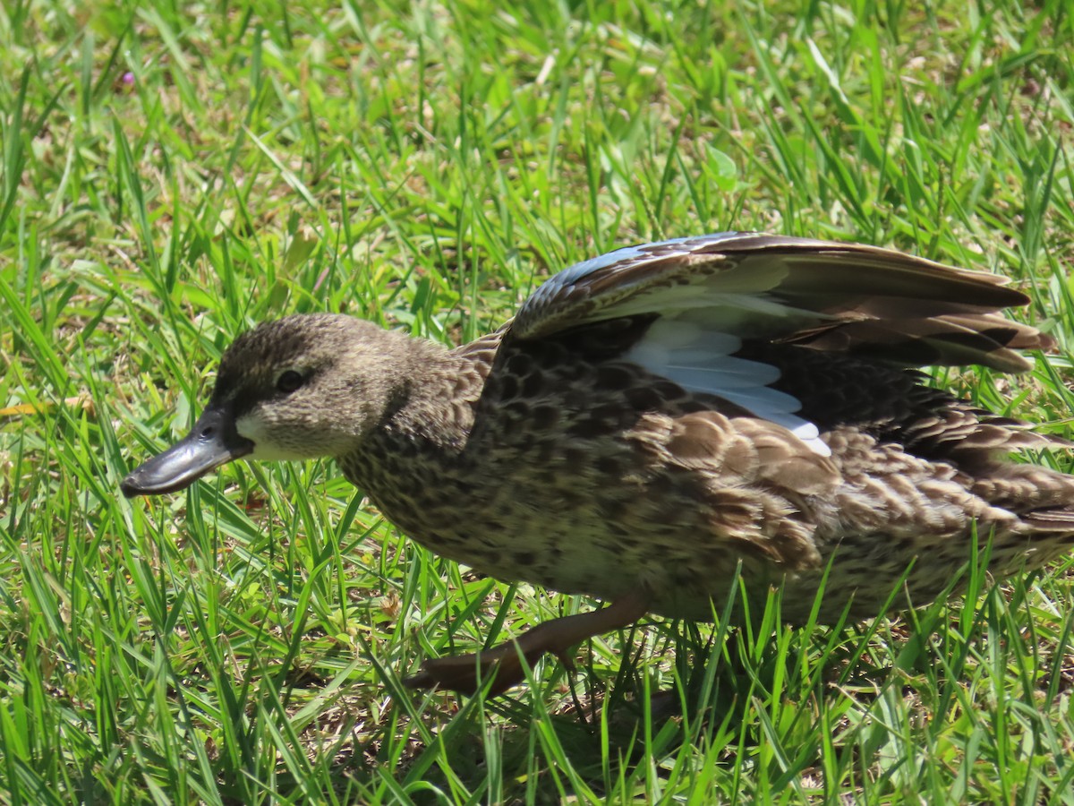 Blue-winged Teal - ML616645902