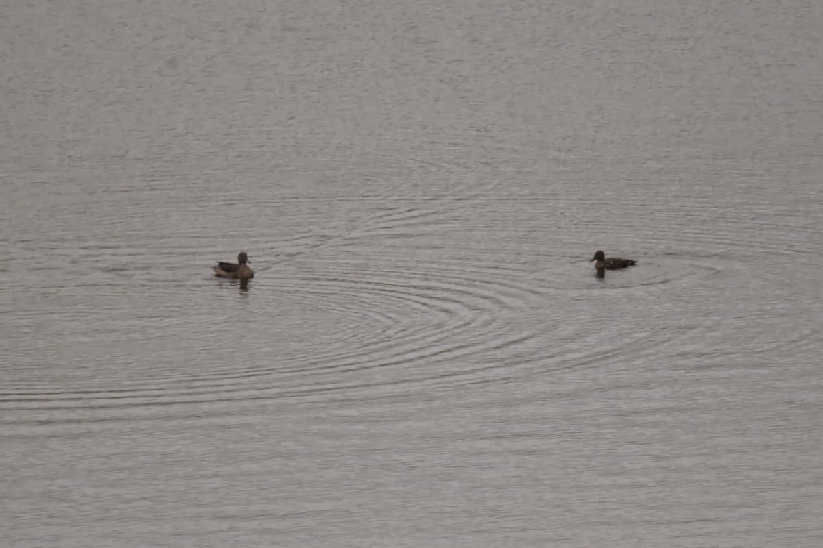 Andean Teal - ML616645915