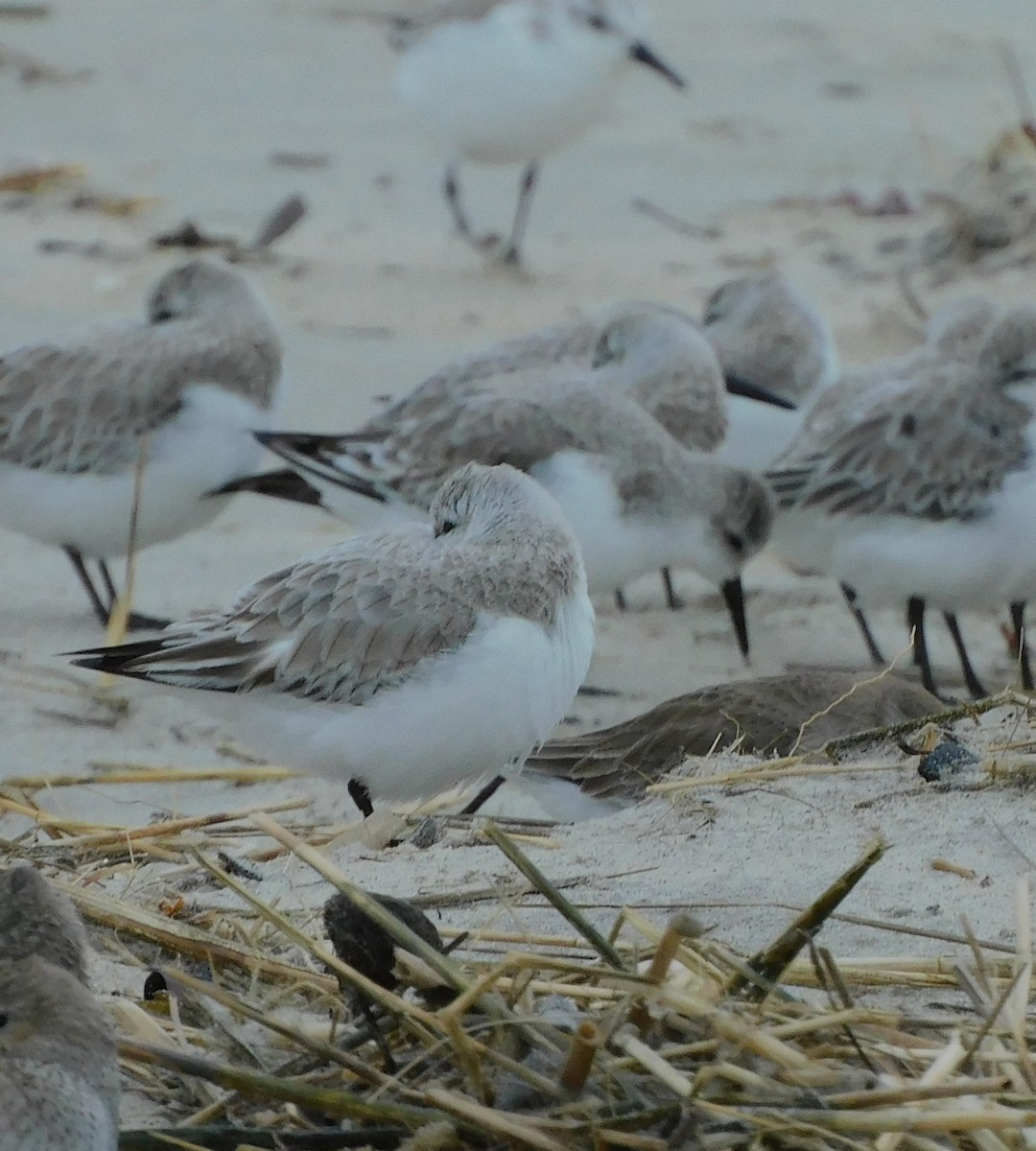 Sanderling - ML616645955