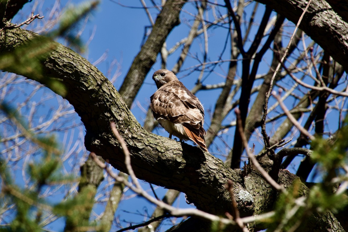 Red-tailed Hawk - ML616646108
