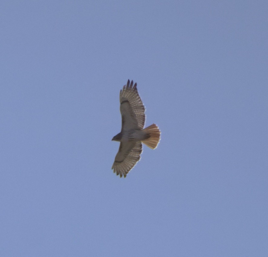 Red-tailed Hawk - ML616646111