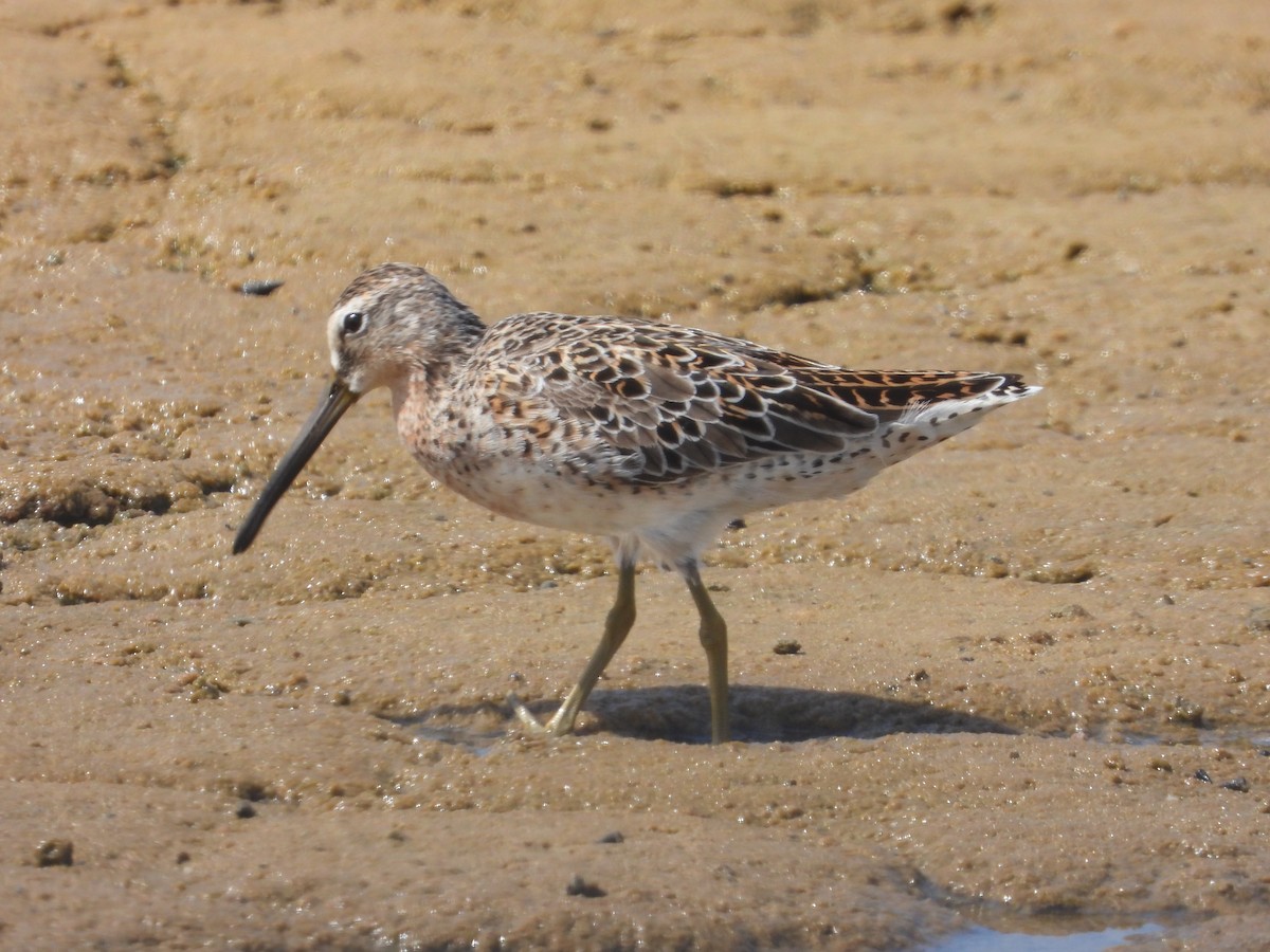 短嘴半蹼鷸 - ML616646114