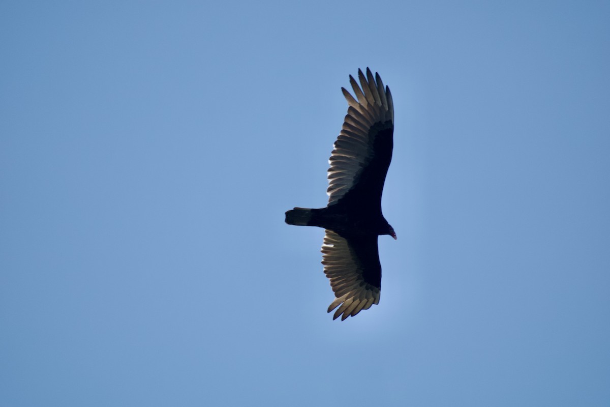 Turkey Vulture - ML616646120