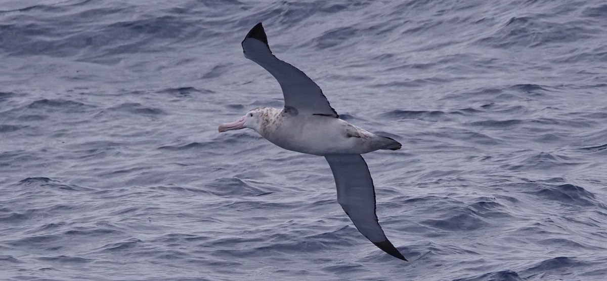 Snowy Albatross - ML616646127