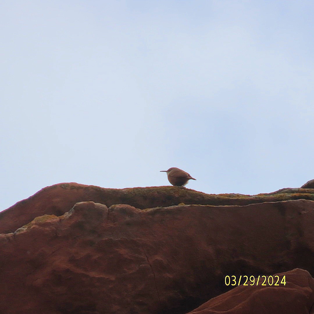 Canyon Wren - ML616646212