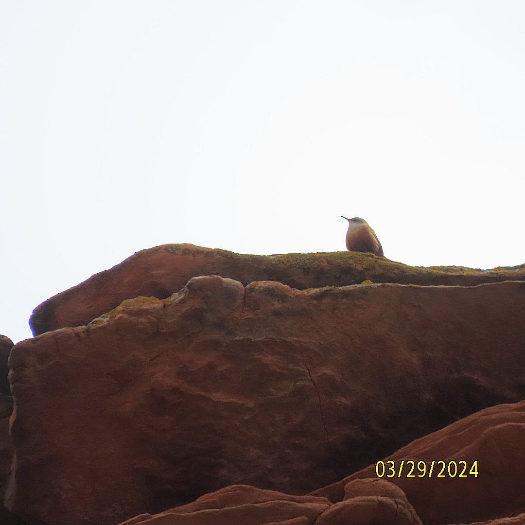 Canyon Wren - ML616646213