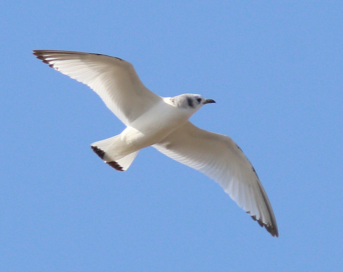 Black-legged Kittiwake - ML616646214