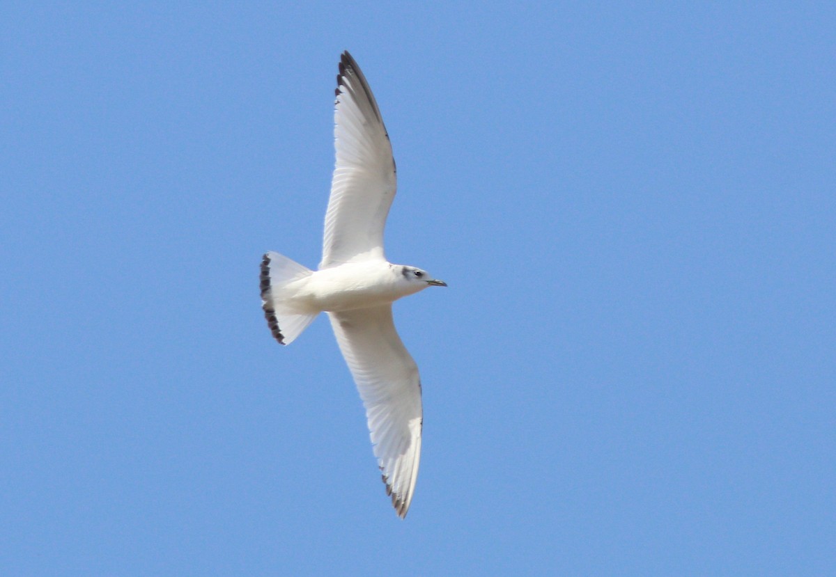 Black-legged Kittiwake - ML616646215