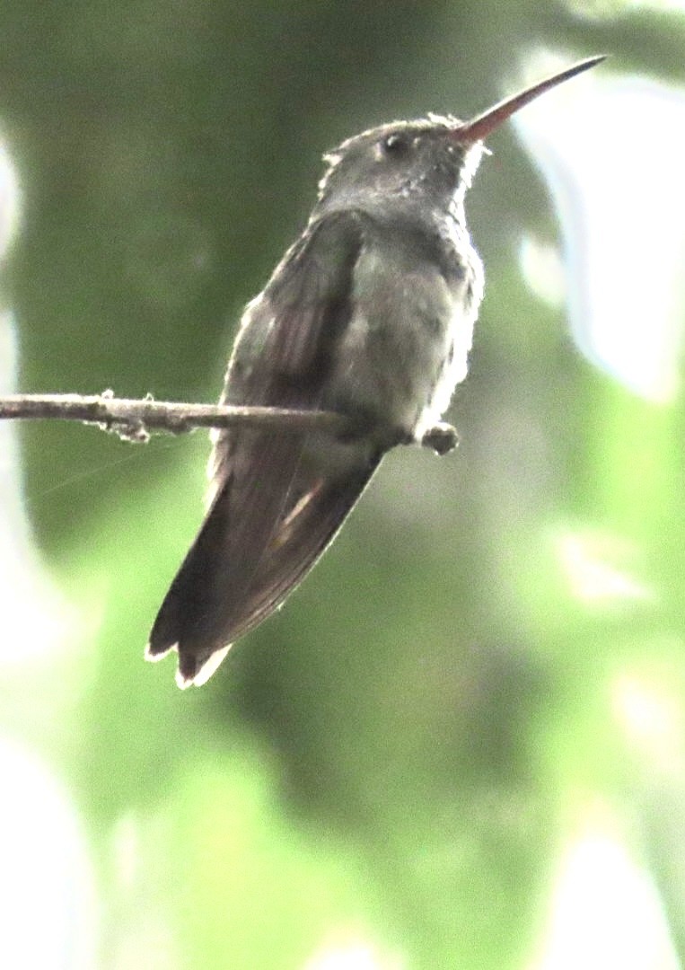 kolibřík honduraský - ML616646216