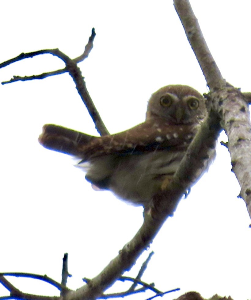 Ferruginous Pygmy-Owl - ML616646228