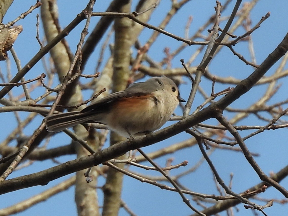 Tufted Titmouse - ML616646241