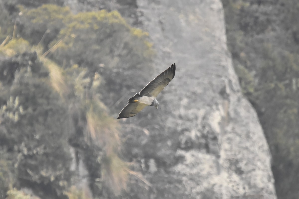 Black-chested Buzzard-Eagle - Kendell Loyd