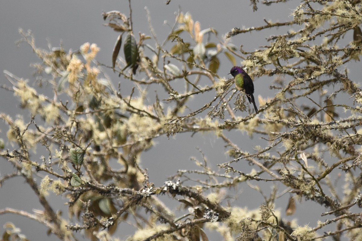 Purple-backed Thornbill - Kendell Loyd