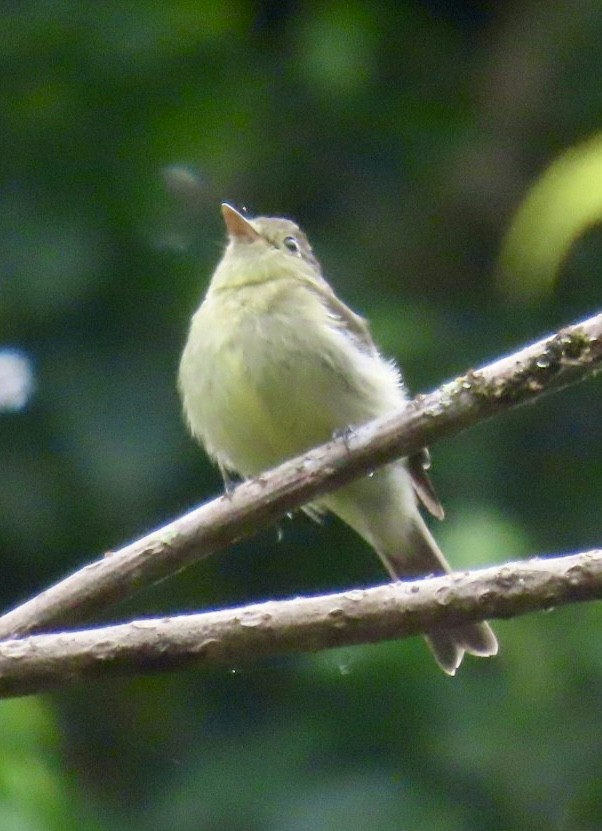 Yellow-bellied Flycatcher - ML616646289