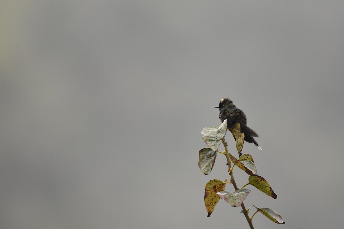 Rainbow-bearded Thornbill - Kendell Loyd