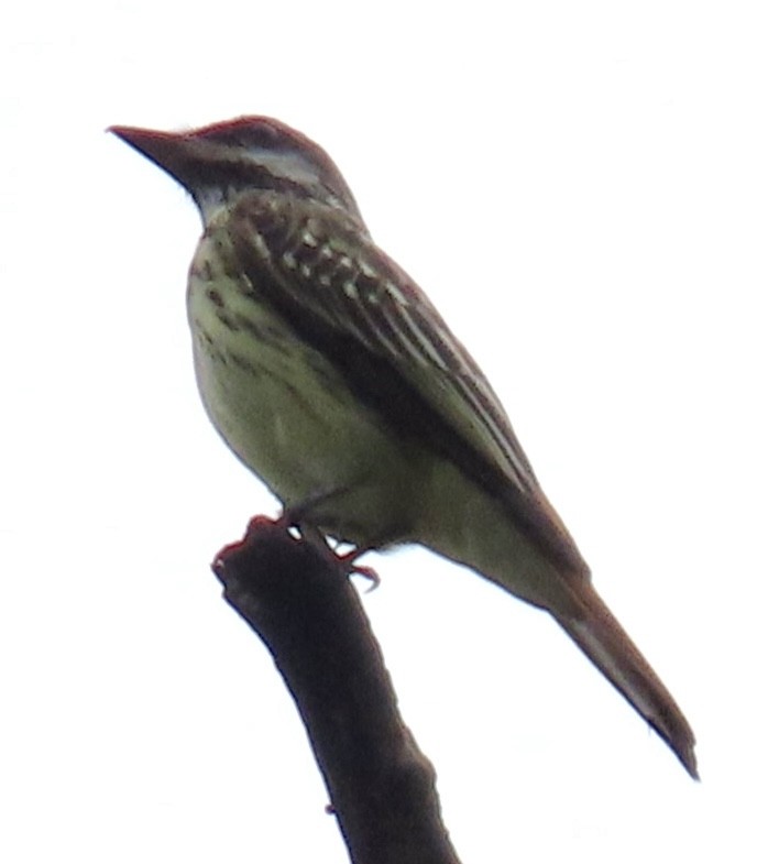 Sulphur-bellied Flycatcher - ML616646308