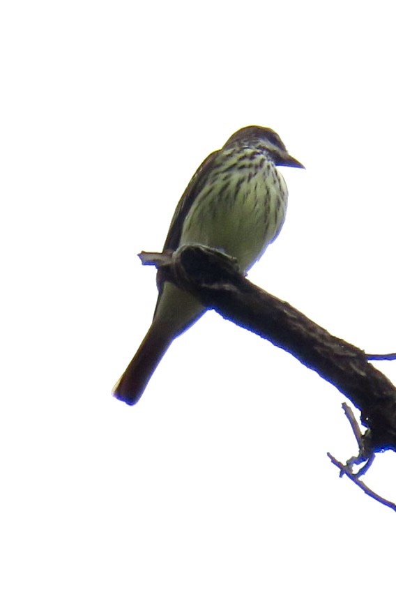 Sulphur-bellied Flycatcher - ML616646311