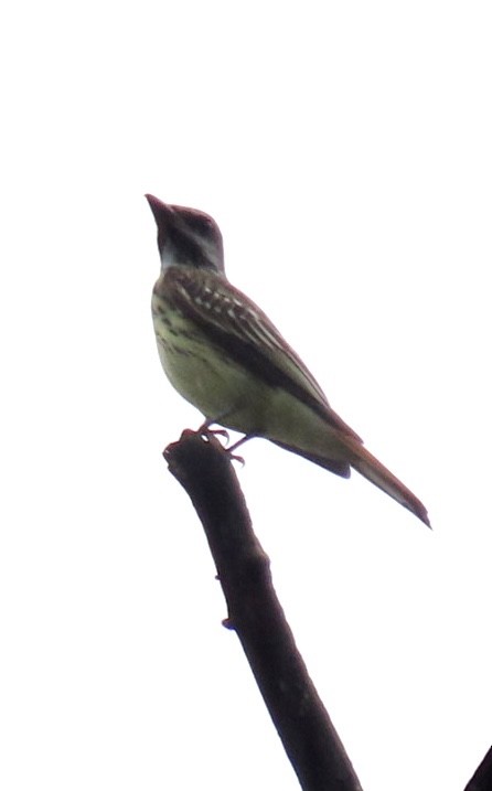 Sulphur-bellied Flycatcher - Carlos Sanguinetti