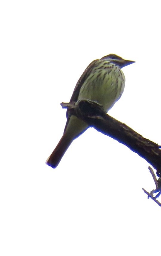 Sulphur-bellied Flycatcher - ML616646313