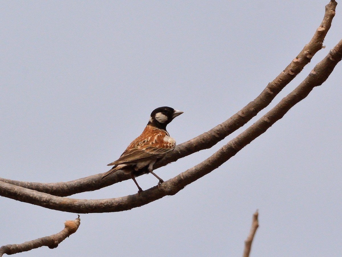 Chestnut-backed Sparrow-Lark - Carlos Alberto Ramírez