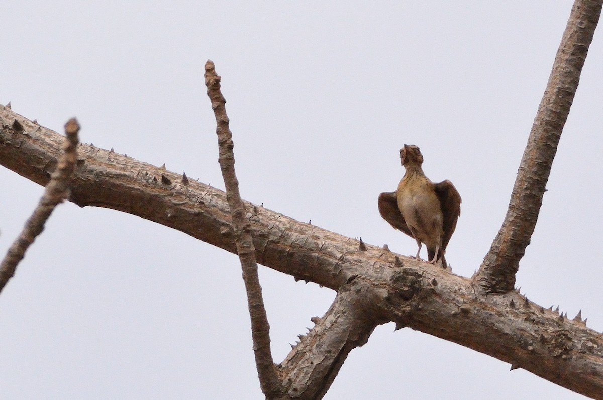 Sun Lark - Carlos Alberto Ramírez