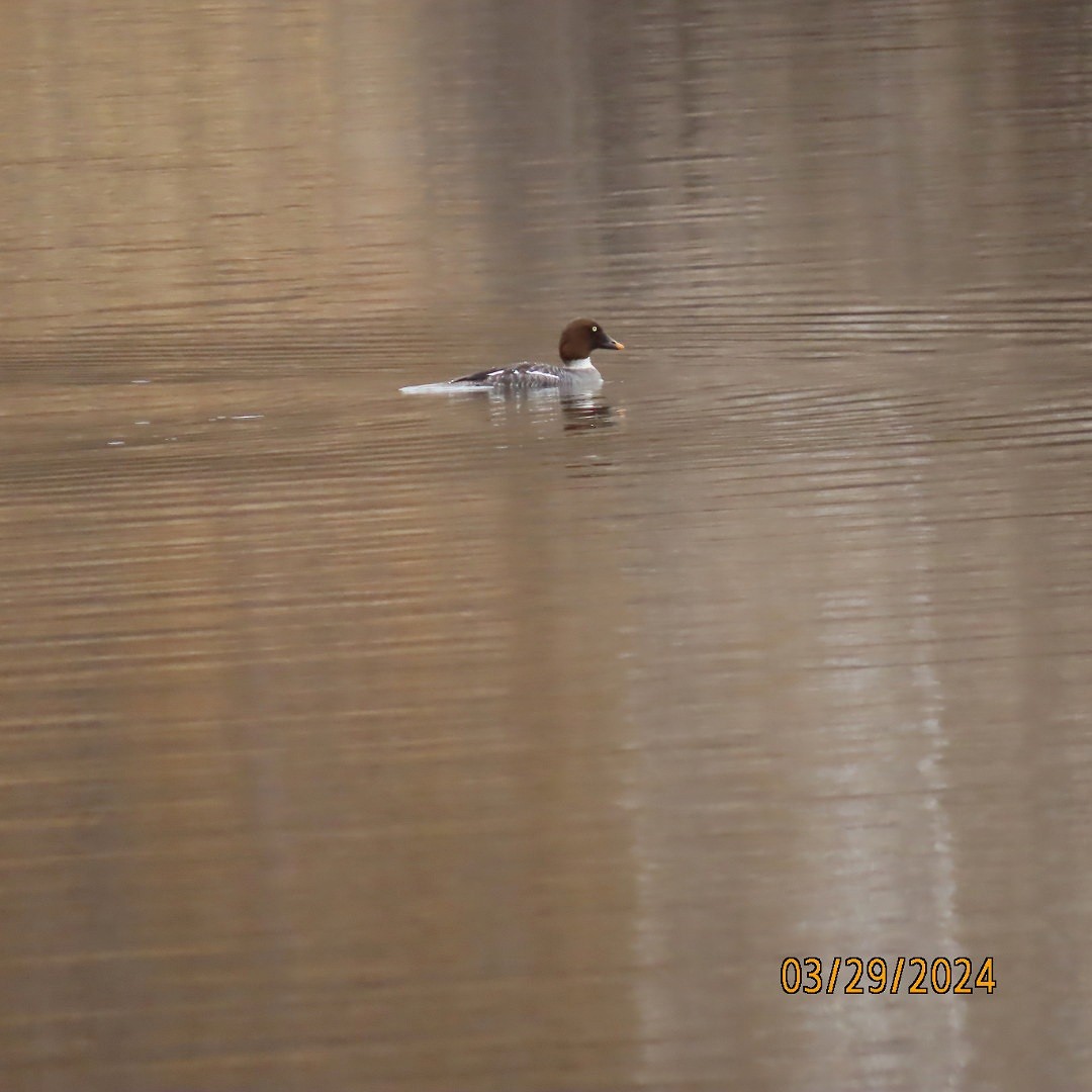 Common Goldeneye - ML616646335