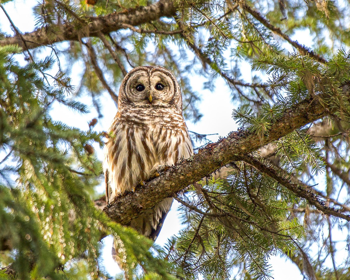 Barred Owl - ML616646346