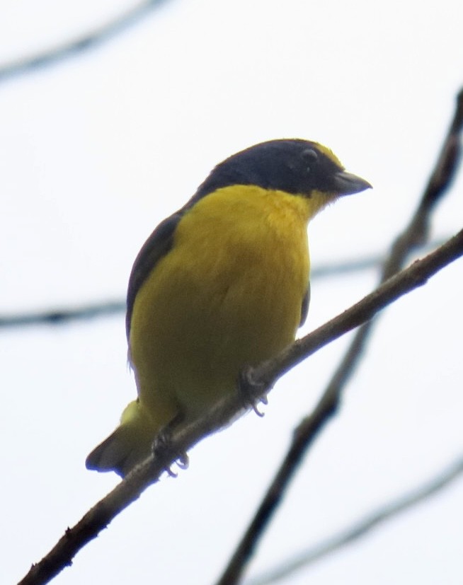 Yellow-throated Euphonia - Carlos Sanguinetti