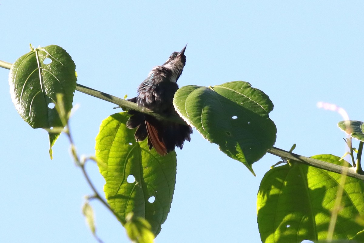 White-throated Daggerbill - Margaret Viens