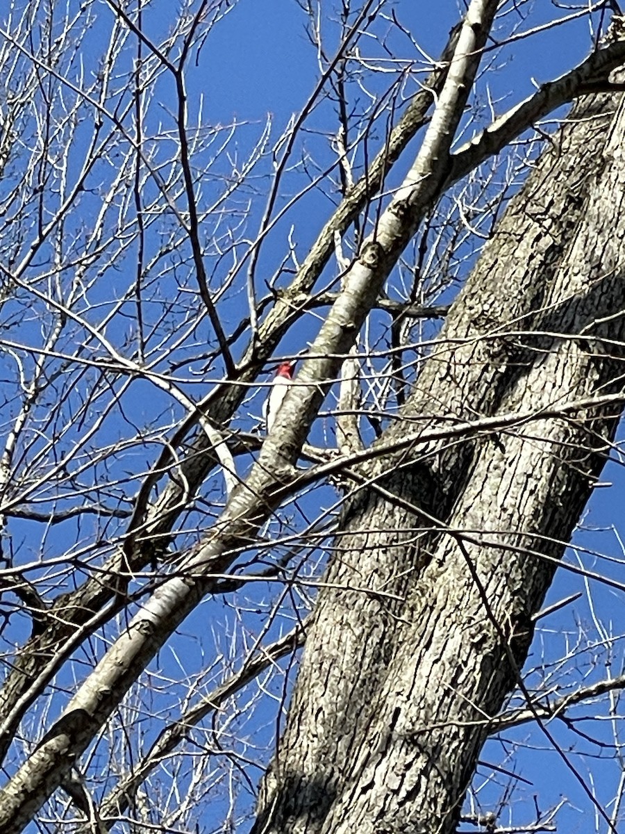 Red-headed Woodpecker - ML616646383