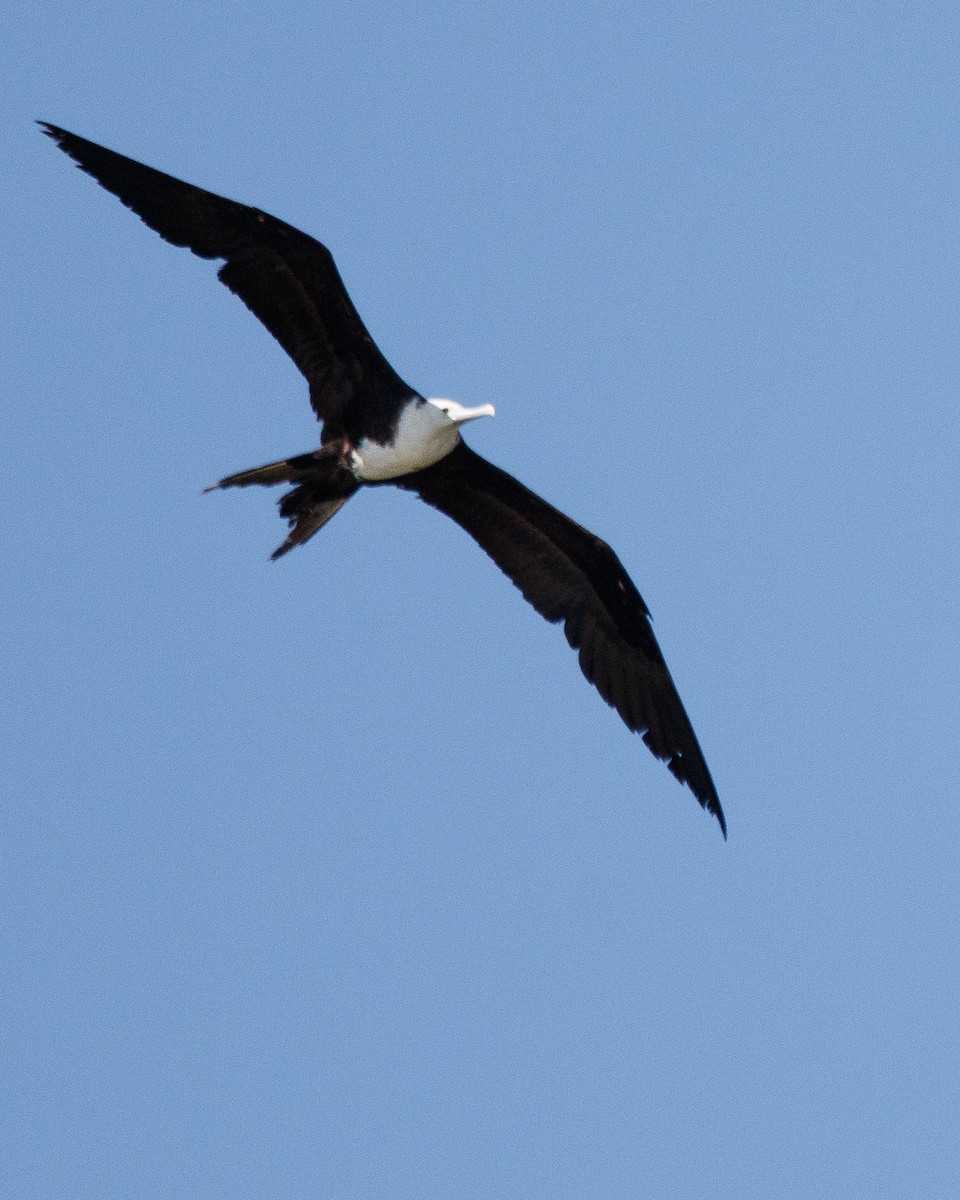 Magnificent Frigatebird - ML616646386