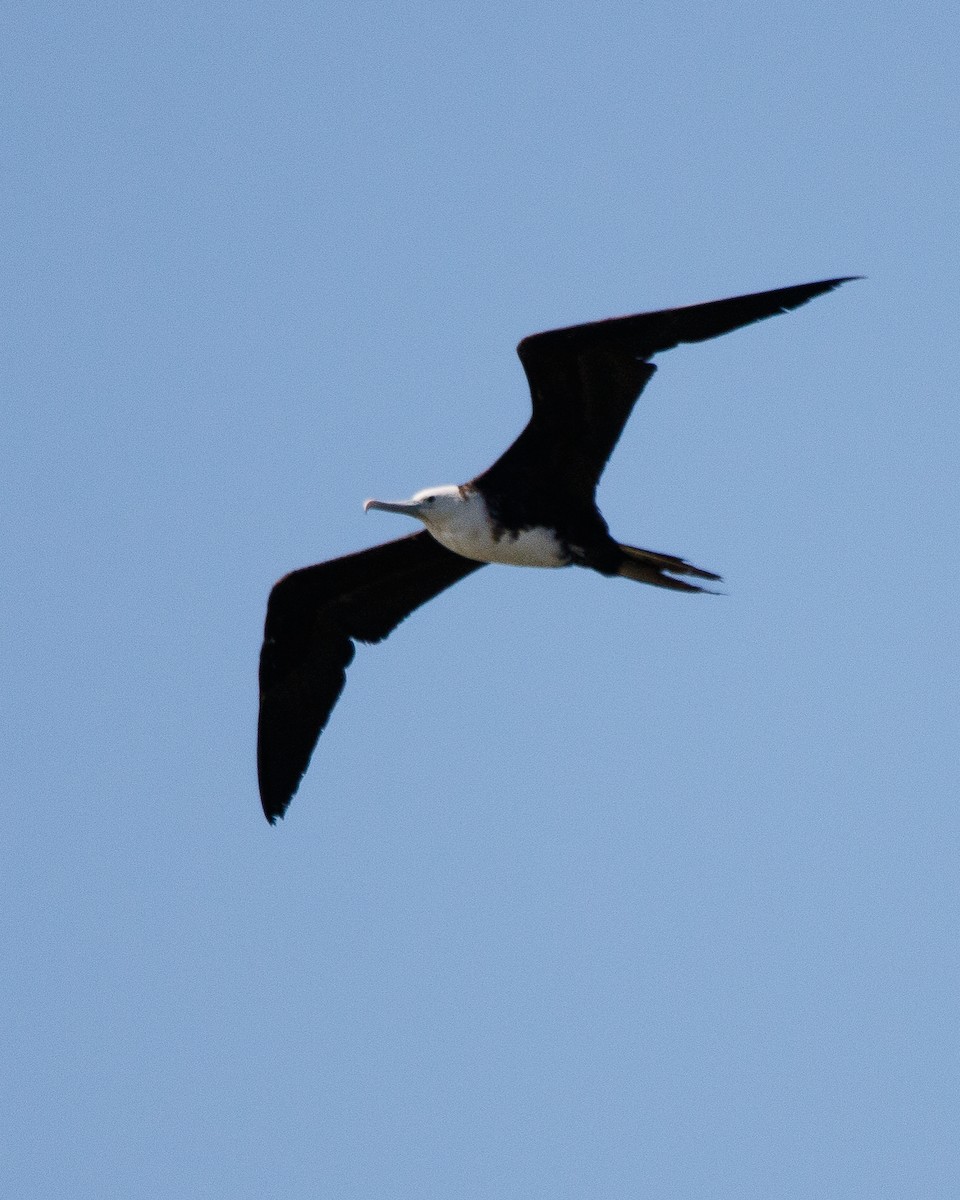 Magnificent Frigatebird - ML616646387